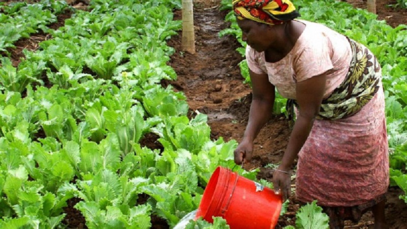 Togo-Generer-1000-entreprises-agricoles-a-Dapaong-et-Mango-le-nouveau-defi-du-ministere-de-lagriculture-2