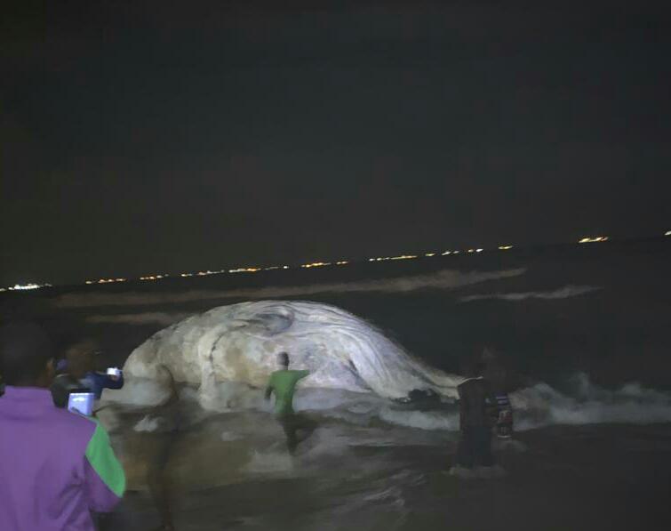 Togo-une-baleine-sur-la-plage-de-Lome