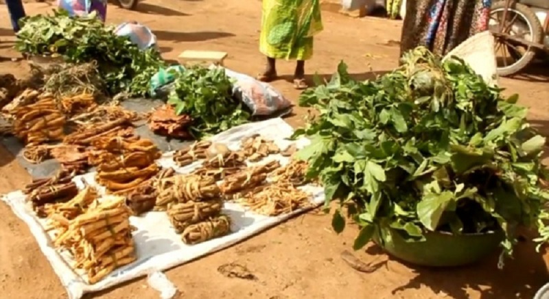 Togo-vers-une-integration-de-la-medecine-traditionnelle-dans-lenseignement-superieur