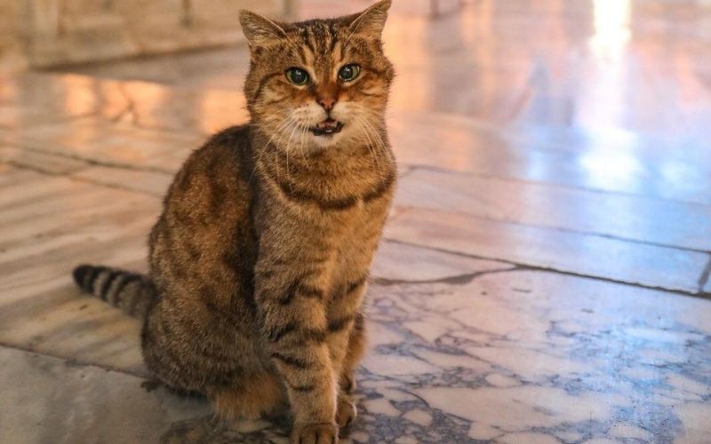 Turquie-deces-du-chat-de-Sainte-Sophie-dIstanbul-les-condoleances-de-la-presidence