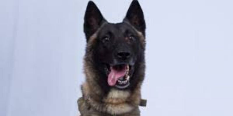 USA-ce-chien-qui-conduit-une-voiture-pendant-pres-dune-heure-Video