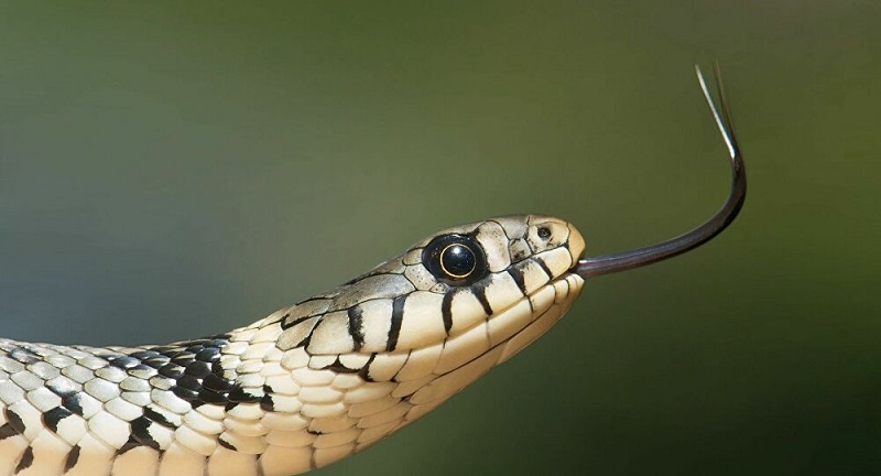 Un-Chinois-ayant-mange-du-serpent-cru-decouvre-ses-poumons-cribles-de-vers-video