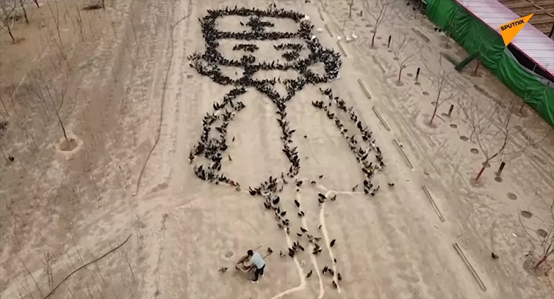 Un-agriculteur-chinois-arrange-4000-poulets-pour-rendre-hommage-aux-medecins