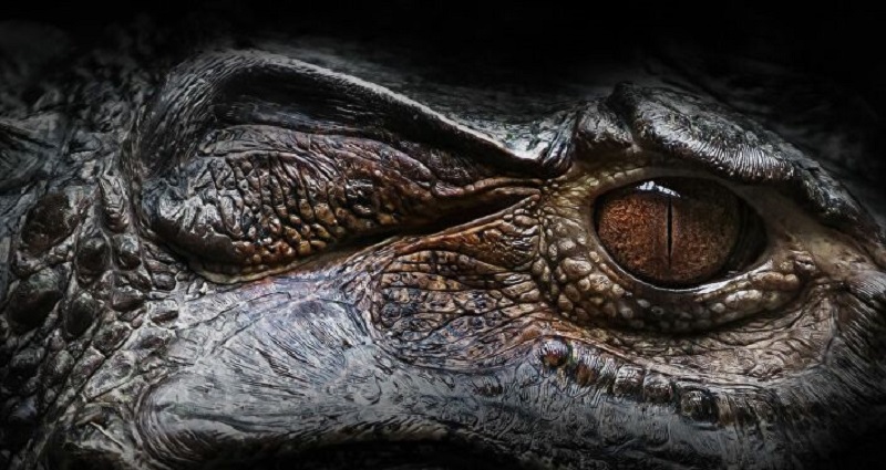 Un-alligator-percute-le-kayak-de-ce-sportif-et-le-renverse-dans-leau-video