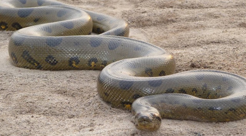 Un-anaconda-attaque-une-voiture-semant-la-panique-parmi-les-passagers-videos