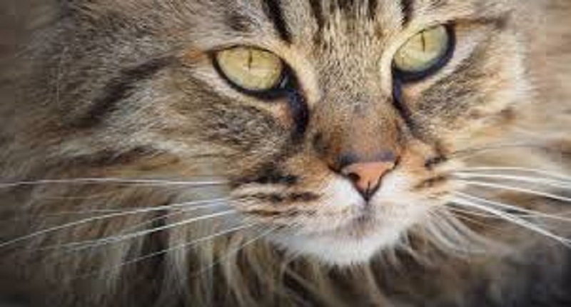 Un-chat-sequestre-sa-proprietaire-pendant-deux-jours