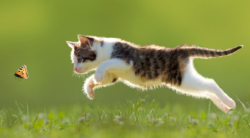 Un-chaton-ne-avec-2-visages-recoit-toute-lattention-de-sa-famille-video