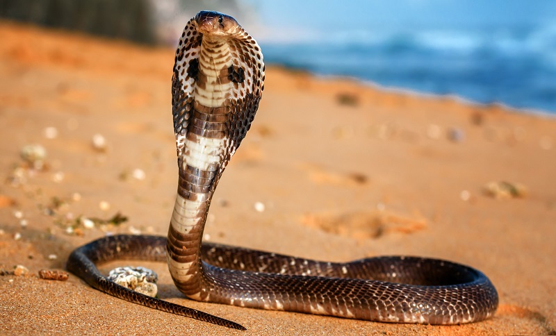 Un-cobra-sintroduit-dans-un-guichet-automatique-bancaire-video