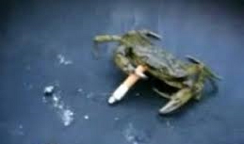 Un-crabe-fumeur-de-cigarette-fait-le-buzz-video