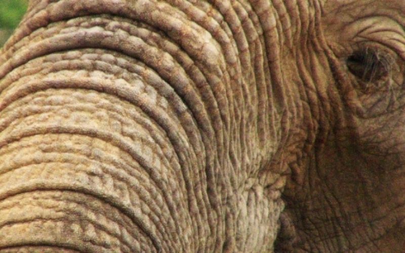 Un-elephanteau-tente-de-se-cacher-derriere-un-poteau-photo