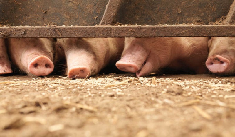 France : des têtes de cochon découvertes devant des mosquées, les détails