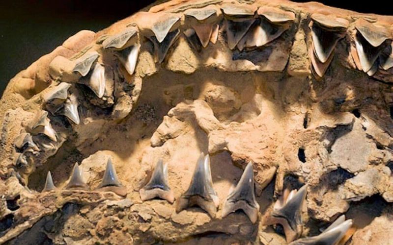 Un-fossile-mal-etiquete-donne-lieu-a-la-decouverte-dune-nouvelle-espece