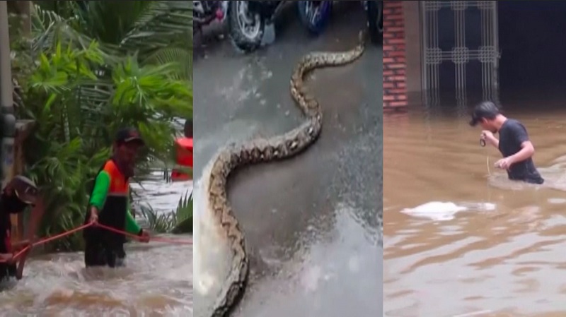 Un gigantesque python dans les rues de Jakarta après les pluies ce week-end