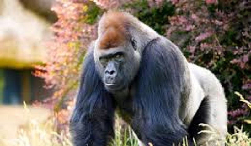 Un-gorille-fait-montre-de-sa-force-et-brise-les-bras-dune-gardienne-de-zoo