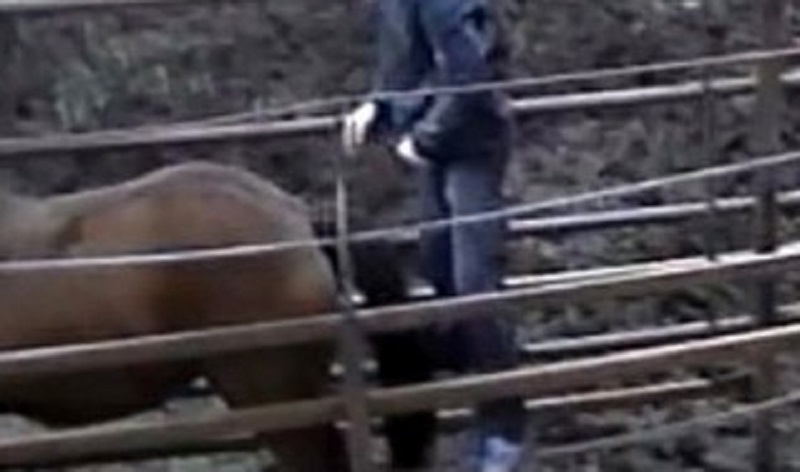 Un-homme-arrete-pour-avoir-viole-un-cheval