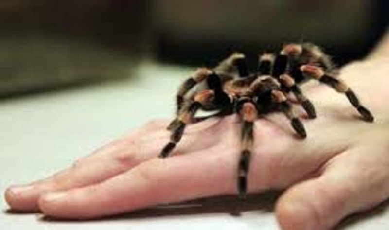 Un-homme-exaspere-achete-une-tarentule-pour-empecher-sa-belle-mere-de-se-presenter-chez-lui-tous-les-jours