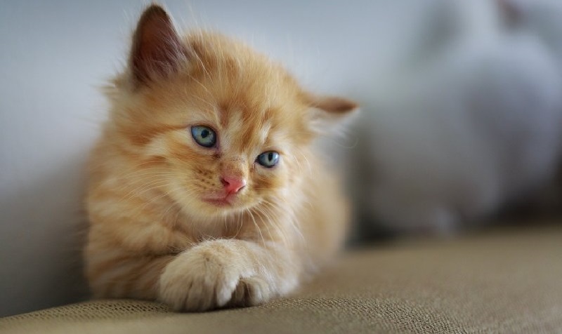 Un-homme-nu-se-bat-contre-un-python-de-25-m-pour-sauver-son-chaton