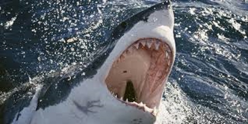 Un-homme-parvient-a-combattre-un-requin-a-mains-nues