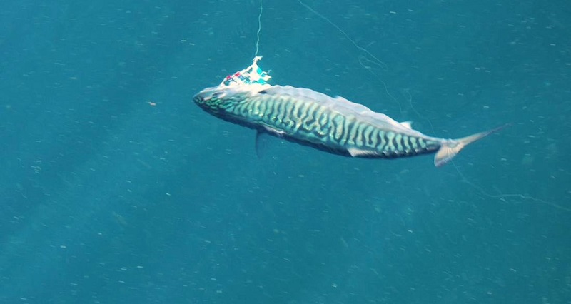 Un-maquereau-de-plus-de-18-kg-heurte-un-homme-a-la-poitrine-et-le-tue