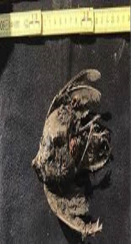 Un-oiseau-gele-depuis-46-000-ans-decouvert-en-Siberie