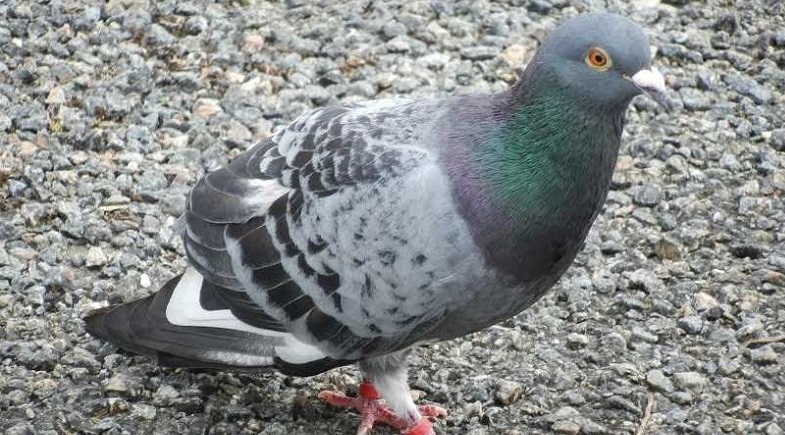 Un-pigeon-soupconne-despionnage-arrete-et-mis-en-prison