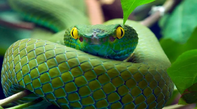 Un-policier-indien-tombe-sur-une-vingtaine-de-cobras-dans-son-placard-photo