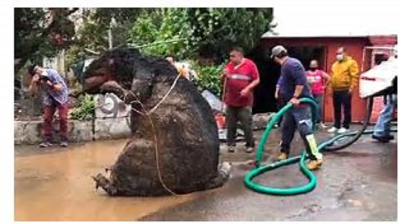 Un-rat-geant-trouve-dans-les-egouts-de-Mexico-photo-1