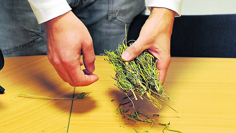 - DDM MARC SALVET - SAISIE DE DROGUE CHAMPIGNON CANNABIS HERBE PAR LA POLICE