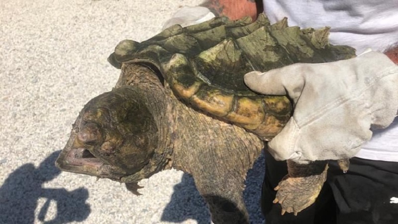 Une-effroyable-tortue-decouverte-en-France-Une-espece-tres-dangereuse
