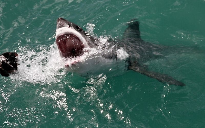 Une-femme-enceinte-sauve-son-mari-attaque-par-un-requin