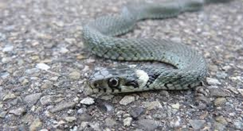 Une-station-service-lui-refuse-de-lessence-il-y-lache-des-cobras-pour-se-venger