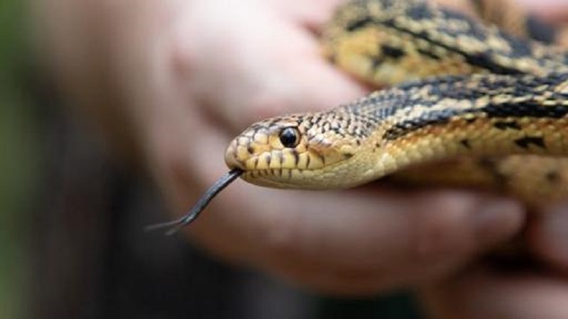 Video-Pris-dun-besoin-pressant-il-se-retrouve-face-a-un-python-de-2-metres-dans-la-cuvette-des-WC