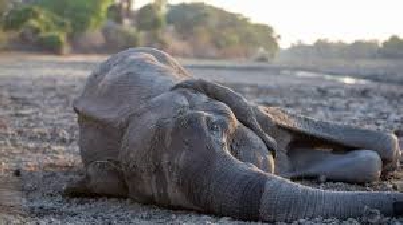 Zimbabwe-22-elephants-morts-dune-infection-bacterienne