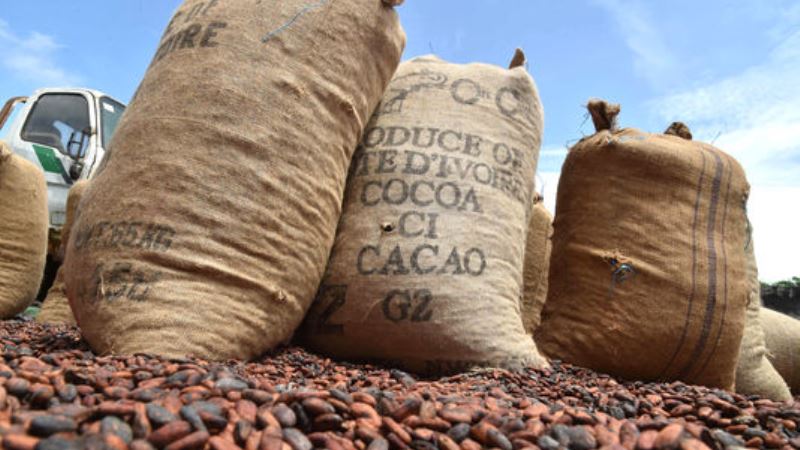 cacao-ivoirien