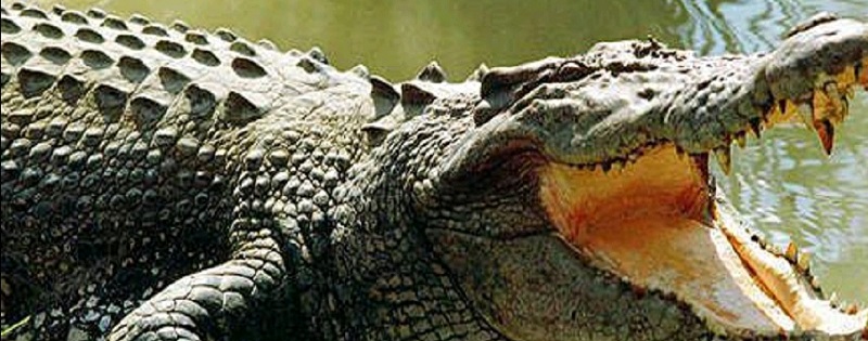 Indonésie : une scientifique tuée par un crocodile qu’elle essayait de nourrir