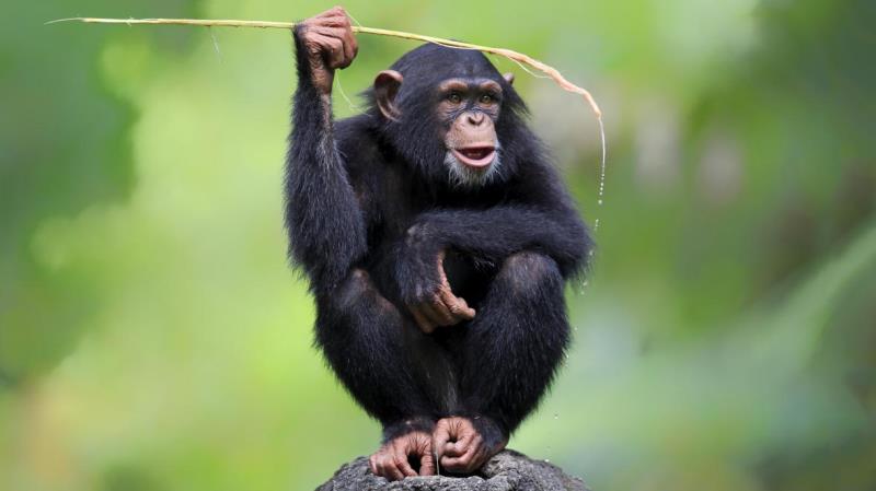 image-chimpanze