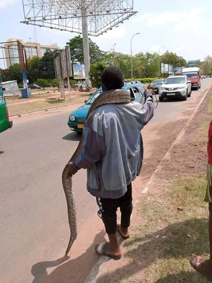 in-Togo-limage-dun-boa-geant-en-vente-au-Carrefour-GTA-fait-polemique-photo