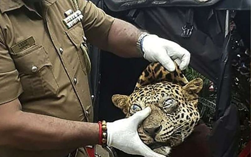srilanka-un-leopard-tue-pour-soigner-lasthme-3-personnes-arretees-pour-le-forfait
