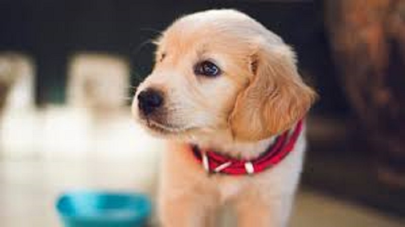 un-homme-arrete-pour-violences-mortelles-sur-son-chiot