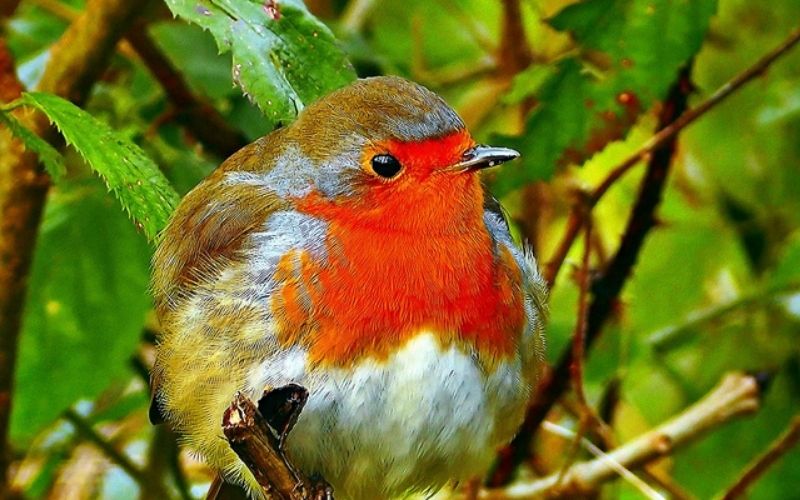 un-homme-juge-pour-avoir-vendu-des-oiseaux-proteges-en-brochettes-pendant-10-ans