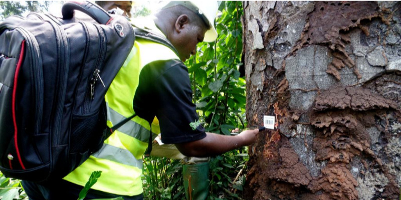 Cameroun - un réseau obscur profite illégalement de la forêt