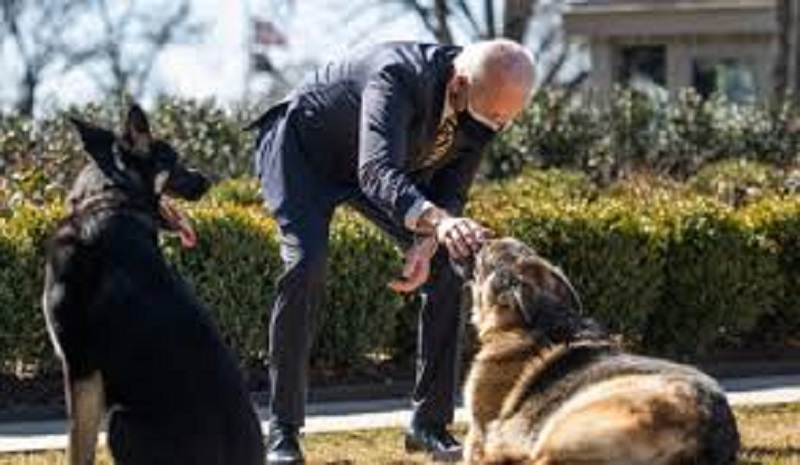 USA les chiens de Biden renvoyés de la Maison-Blanche ; la raison