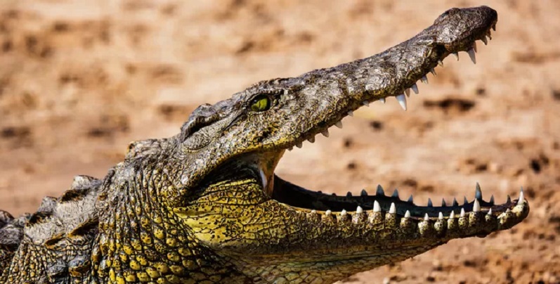 Un garçon de 8 ans avalé par un crocodile alors qu’il jouait