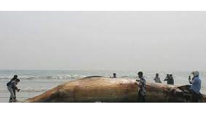 Namibie Percuté par un navire, une baleine bleue, espèce rare, s'échoue sur une plage