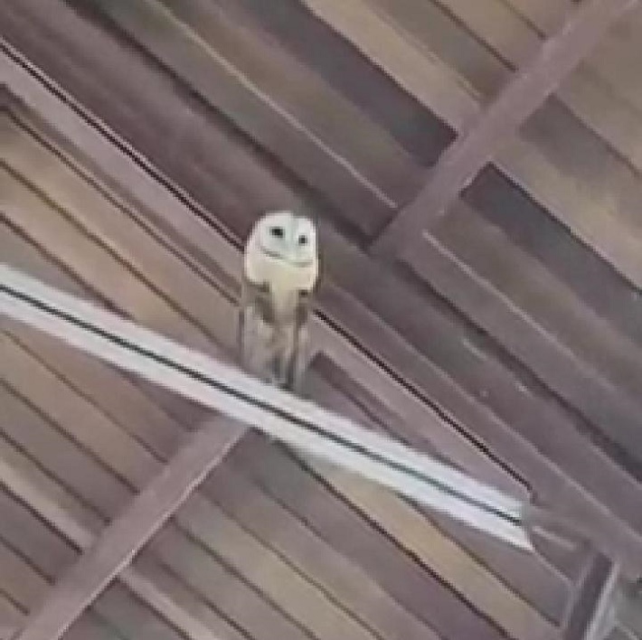 Un hibou fait irruption en pleine célébration d'une messe ; les choristes sous le choc (vidéo)