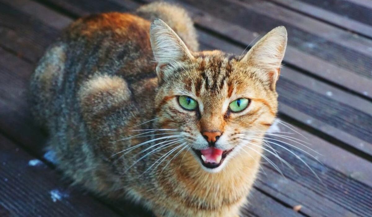 Les chats seraient capable de contrôler les humains ; voici comment