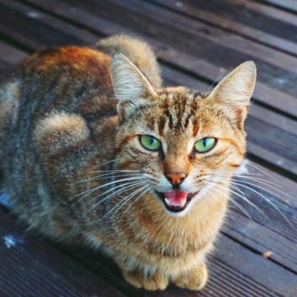 Les chats seraient capable de contrôler les humains ; voici comment