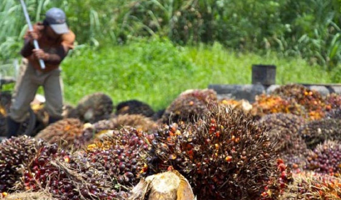 Gabon Du biocarburant produit à base d’huile de palme bientôt disponible