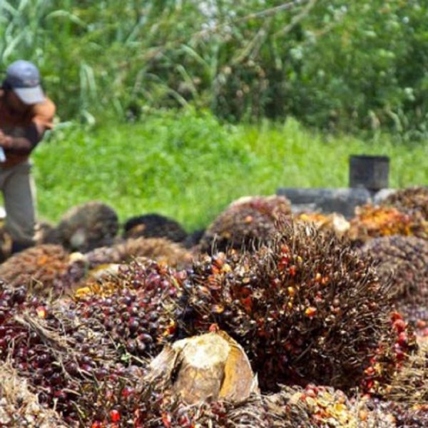 Gabon Du biocarburant produit à base d’huile de palme bientôt disponible