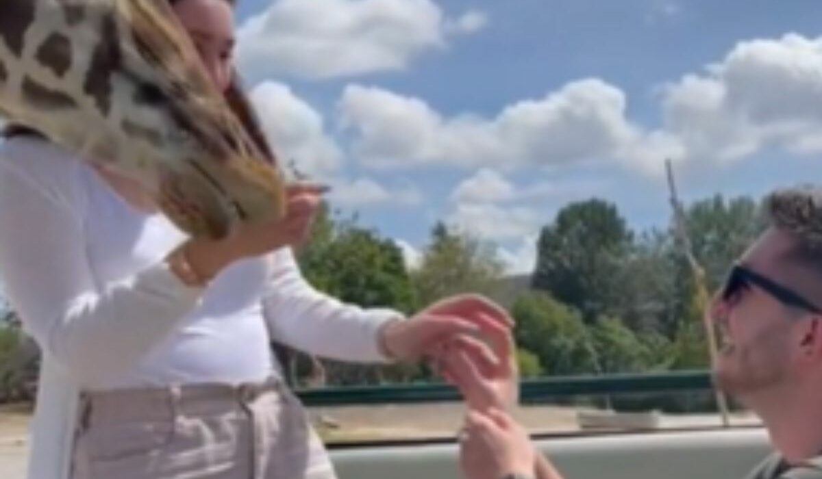 Une girafe s'invite à une demande en mariage et sépare les amoureux ; la suite dégénère (vidéo)